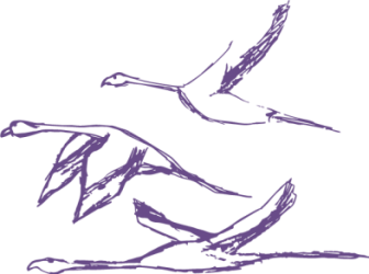 Liberación flamenca